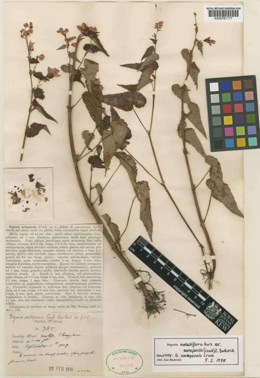 B. modestiflora var. sootepensis